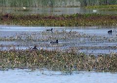 100302_Zacatec 062